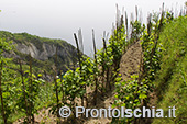 Ischia: il paesaggio del vino 4